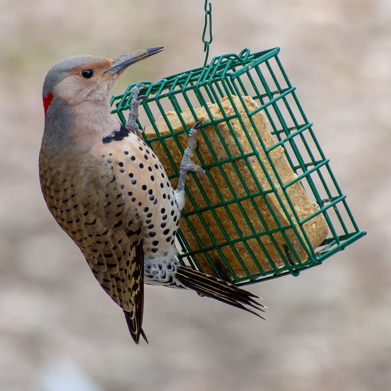 CS C&S Cranberry Delight No Melt Suet, 11.75 Ounce (Pack of 12) - Image 2